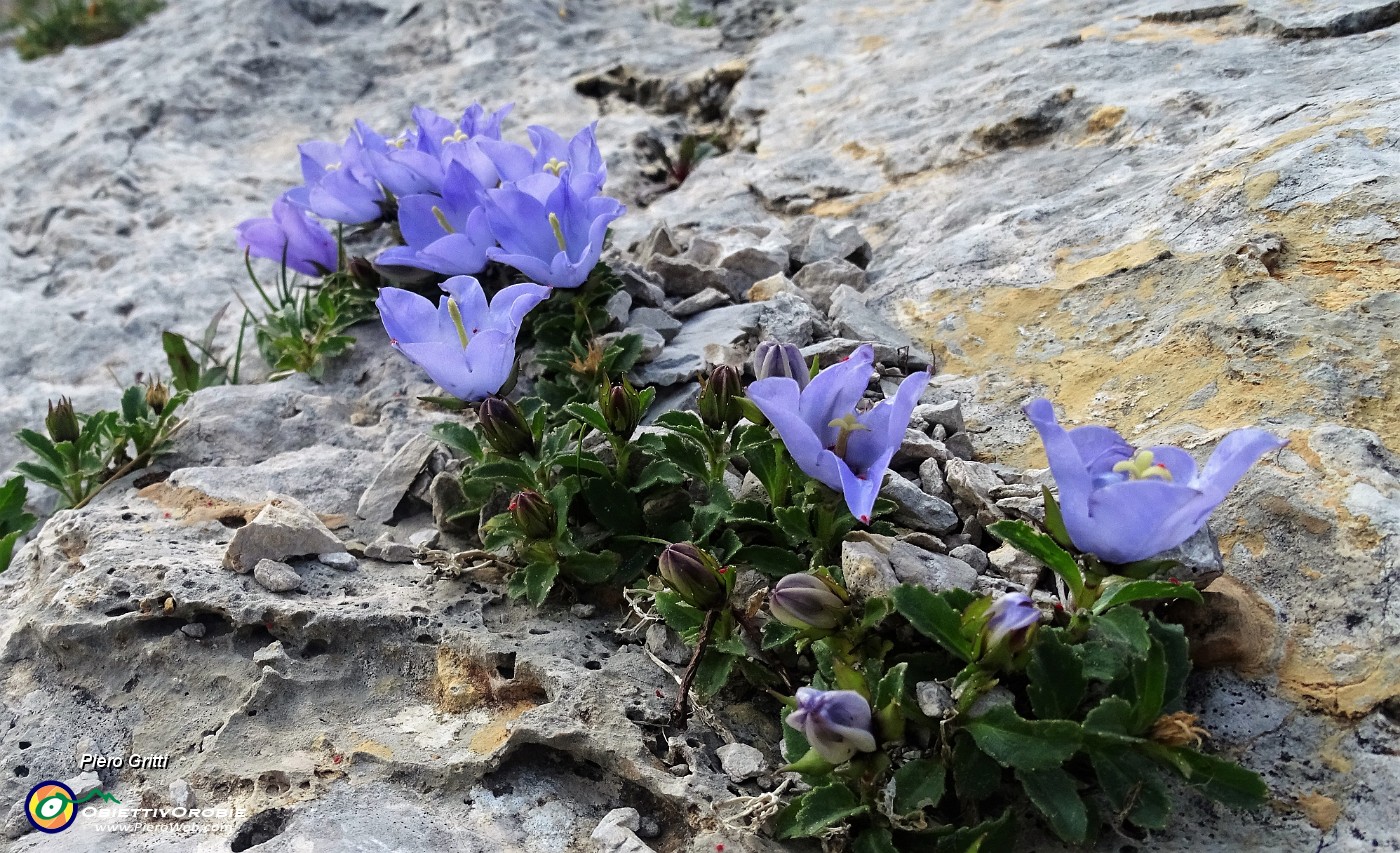 94 Campanula dell'arciduca (Campanula Scheuchzeri) .JPG -                                